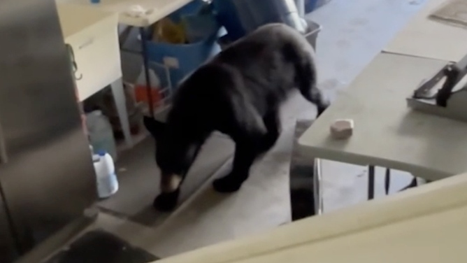 The bear in the garage.